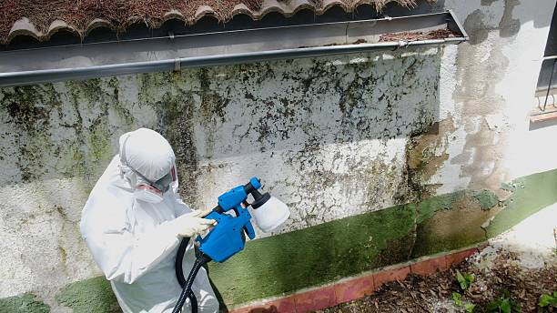 Top rated local Mold Remediation specialists in Mcdaniel, MD